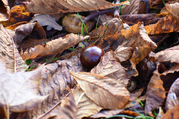 A conker in some autumn leaves