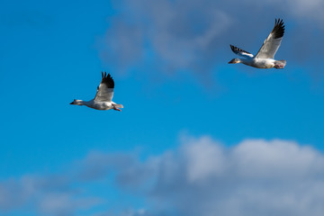 Snow Geese Migration.