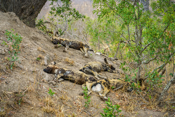 Naklejka na ściany i meble wild dogs in kruger national park, mpumalanga, south africa 23