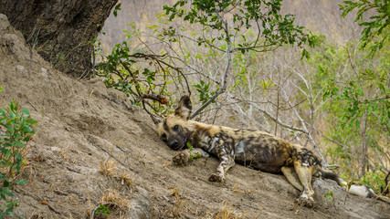 wild dogs in kruger national park, mpumalanga, south africa 25