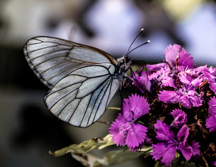 White-winged butterfly on a flower. 