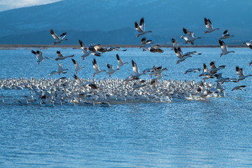 Snow Geese Migration.