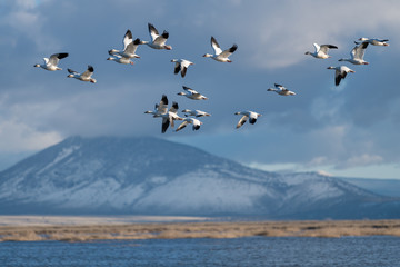 Snow Geese Migration.