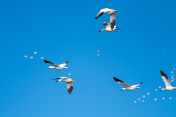 Snow Geese Migration.