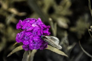 White-winged butterfly on a flower. 