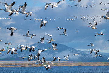 Snow Geese Migration.