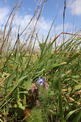 Fototapeta premium Flower