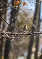 Female cardinal