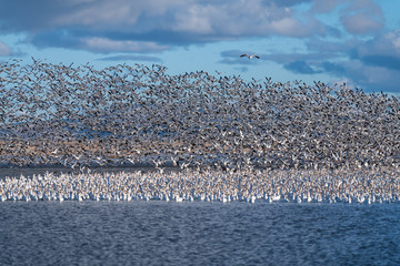 Snow Geese Migration.