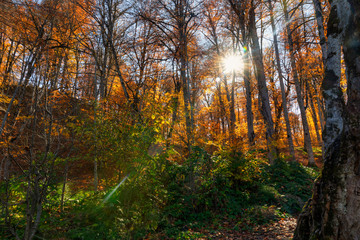 Obraz premium Beautiful autumn forest in the mountains
