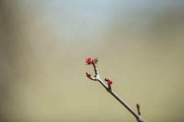 Red leaves