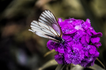 White-winged butterfly on a flower. 