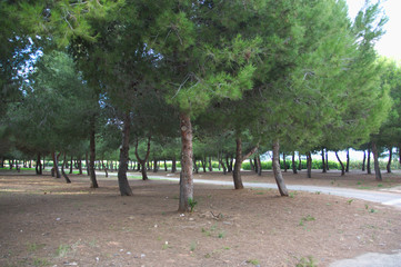 Close-up of some pines in a garden