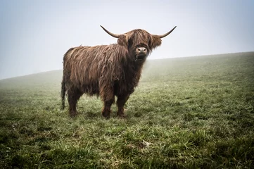 Tuinposter  Highland Cattle Kyloe Schottisches Hochlandrind  © ansehnlich@web.de