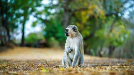 vervet monkey in kruger national park, mpumalanga, south africa 45