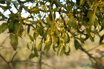 Fruit tree with mistletoe in the treetop