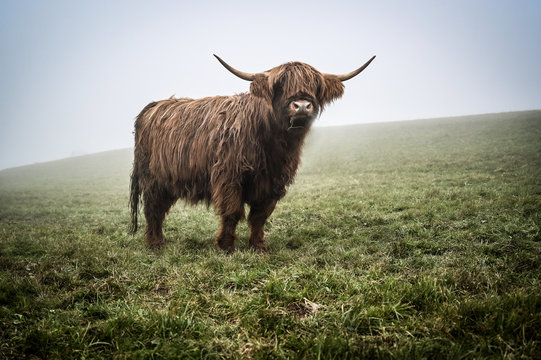 Highland Cattle Kyloe Schottisches Hochlandrind