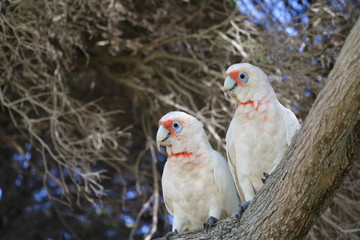 Cacatua sanguinea at Cottesloe Beach in Perth, Australia Oceania