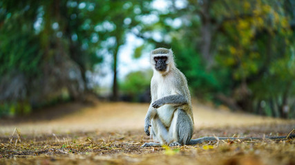 vervet monkey in kruger national park, mpumalanga, south africa 48