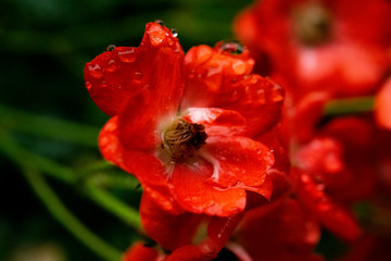 red flower in garden