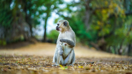 vervet monkey in kruger national park, mpumalanga, south africa 53
