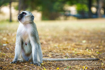 vervet monkey in kruger national park, mpumalanga, south africa 92