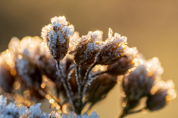 Dry blossoms of Achillea millefolium, common yarrow, covered by a struc © fotorauschen