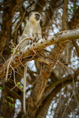 vervet monkey in kruger national park, mpumalanga, south africa 125