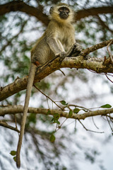 vervet monkey in kruger national park, mpumalanga, south africa 111