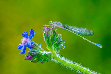 Macro shots, Beautiful nature scene damselfly.