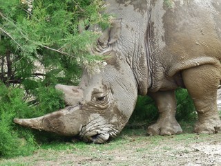 Fototapeta premium close up of rhinoceros