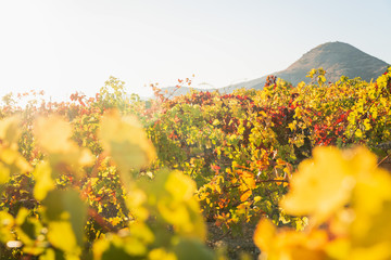 Obraz premium Vineyard in the fall on a sunny day