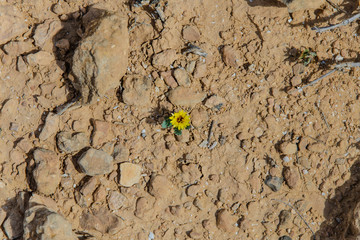 A small yellow flower among rough stones