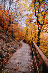 Fototapeta na wymiar Path in the autumn forest