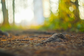 The bare, drying roots of the fir trees peep out from the ground on a path trodden by people in the park.