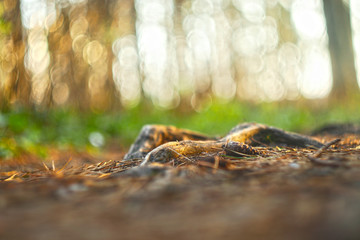 The bare, drying roots of the fir trees peep out from the ground on a path trodden by people in the park.