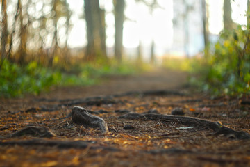 The bare, drying roots of the fir trees peep out from the ground on a path trodden by people in the park.