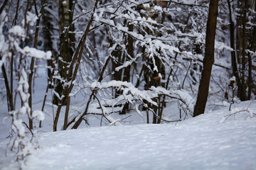 Flakes of snow on branch. Selective focus of Snowflake on tree during winter, shallow depth of field