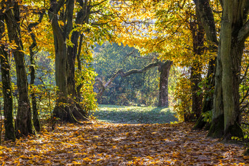 Naklejka premium colorful autumn leaves in the park