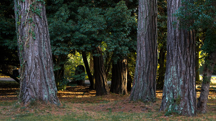 Sunset rays in the Park between the trees.