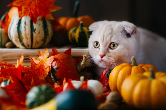 A Yellow baby British shorthair kitty with halloween pumpkins at brown autumn background