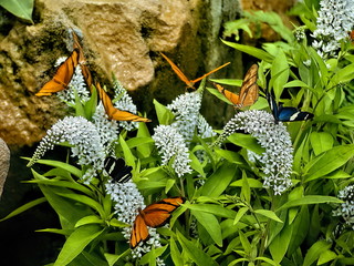 Butterflies on bush