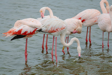 Great pink flamingos group on a lake pond in La Camargue wetlands, France