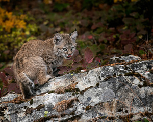 Fototapeta premium Bobcat Kitten Oakley