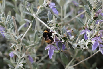 Bumblebee on a flower