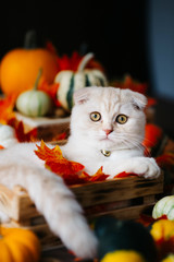 A Yellow baby British shorthair kitty with halloween pumpkins at brown autumn background