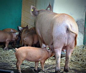 Feeding Piglet