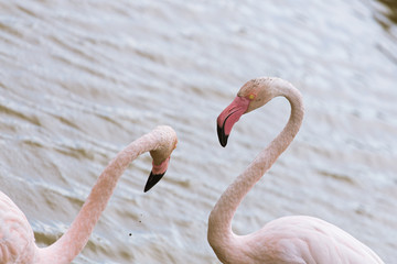 Great white flamingos fighting on a lake pond in La Camargue