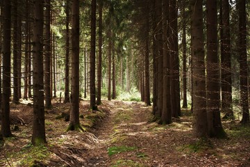 Forest