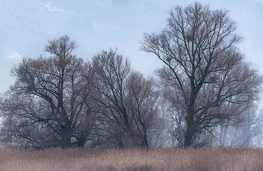 Fototapeta premium Baumreihe im Ried